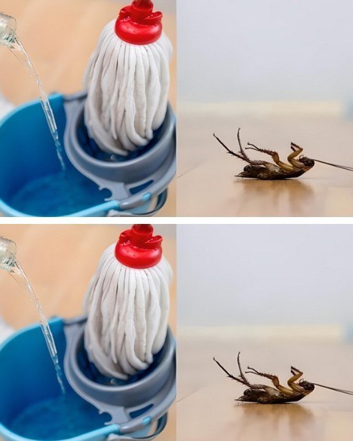 How to make a homemade mixture to mop the floor and keep cockroaches away from the kitchen