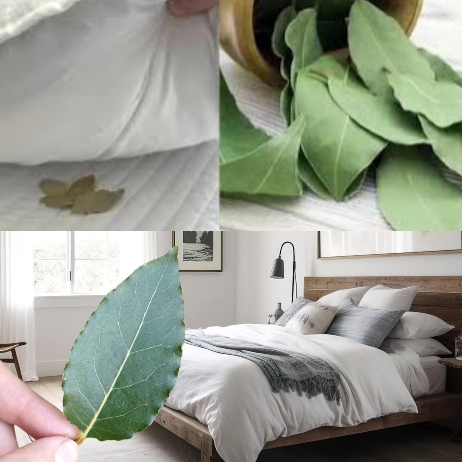 Just put one bay leaf under your pillow! The impact is amazing!