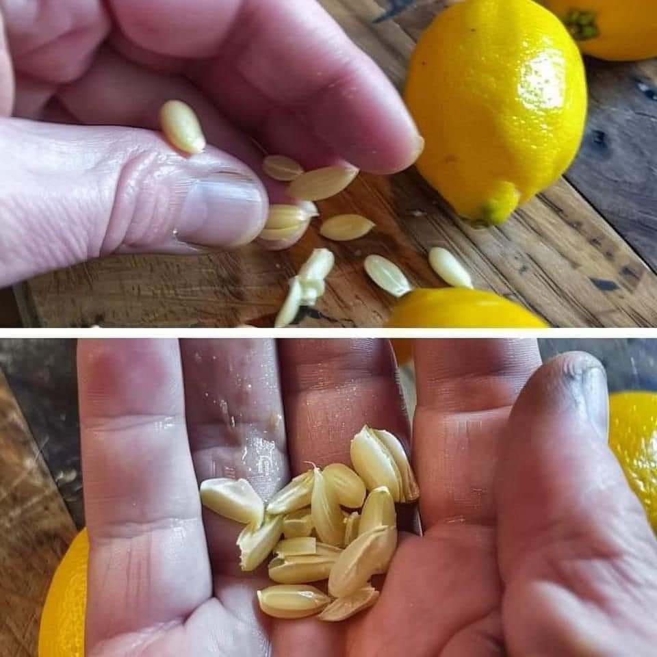 When squeezing lemons