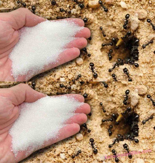 Baking Soda Tip to Get Rid of Ants