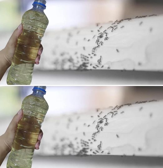 Spray this natural repellent do it yourself to say goodbye to flies and mosquitoes in 2 minutes