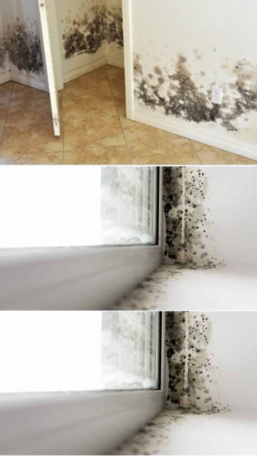 Say Goodbye to Mold: My Ultimate Solution