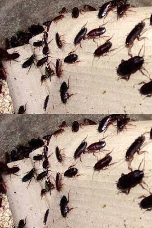 Cockroaches: 11 Tips to Get Rid of Them