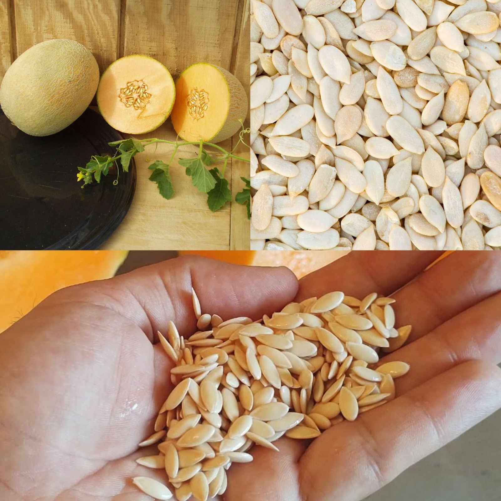 Don’t throw away these powerful seeds. They have amazing health benefits