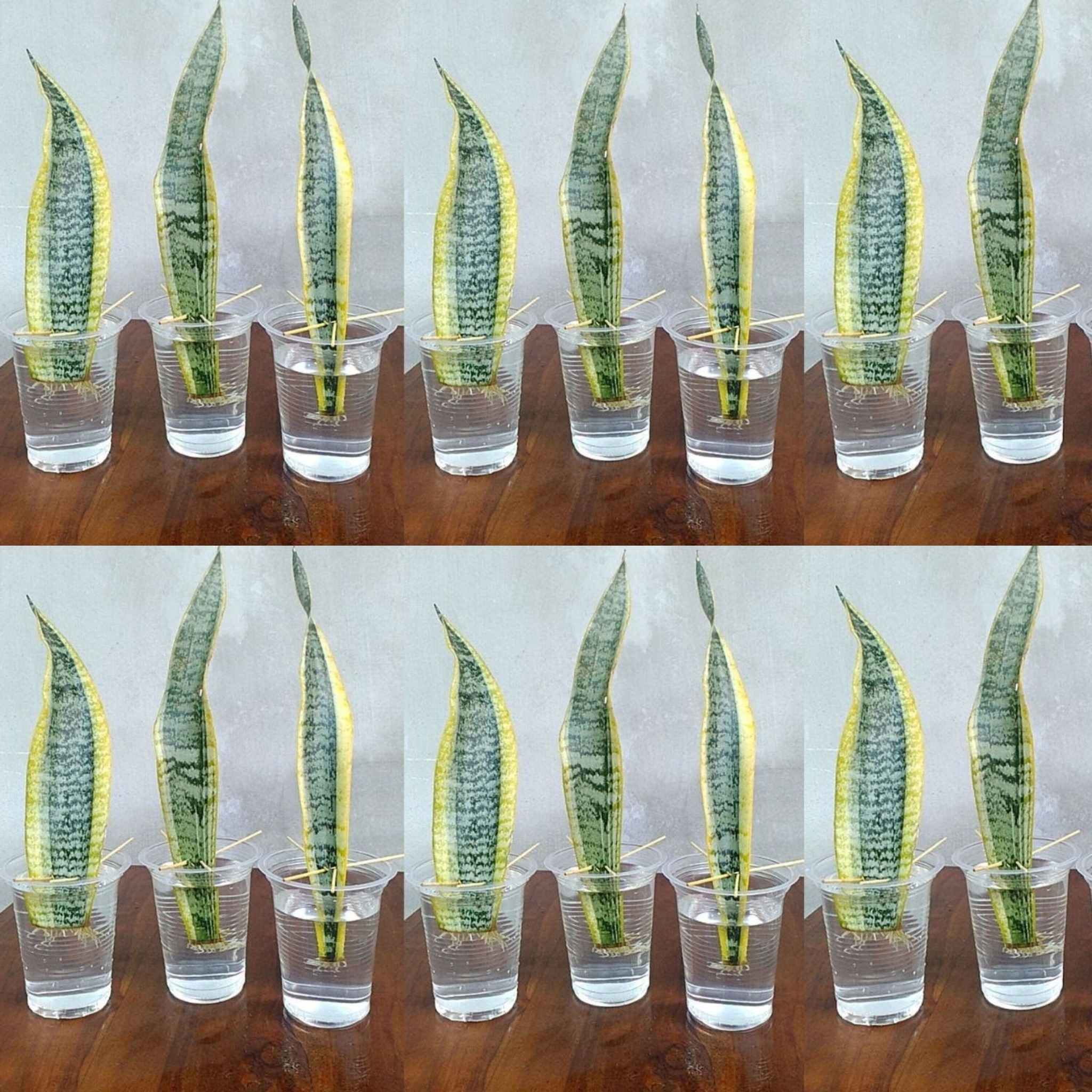 Snake Plant Propagation by Leaf Cuttings in Water: Easy Step-by-Step Guide