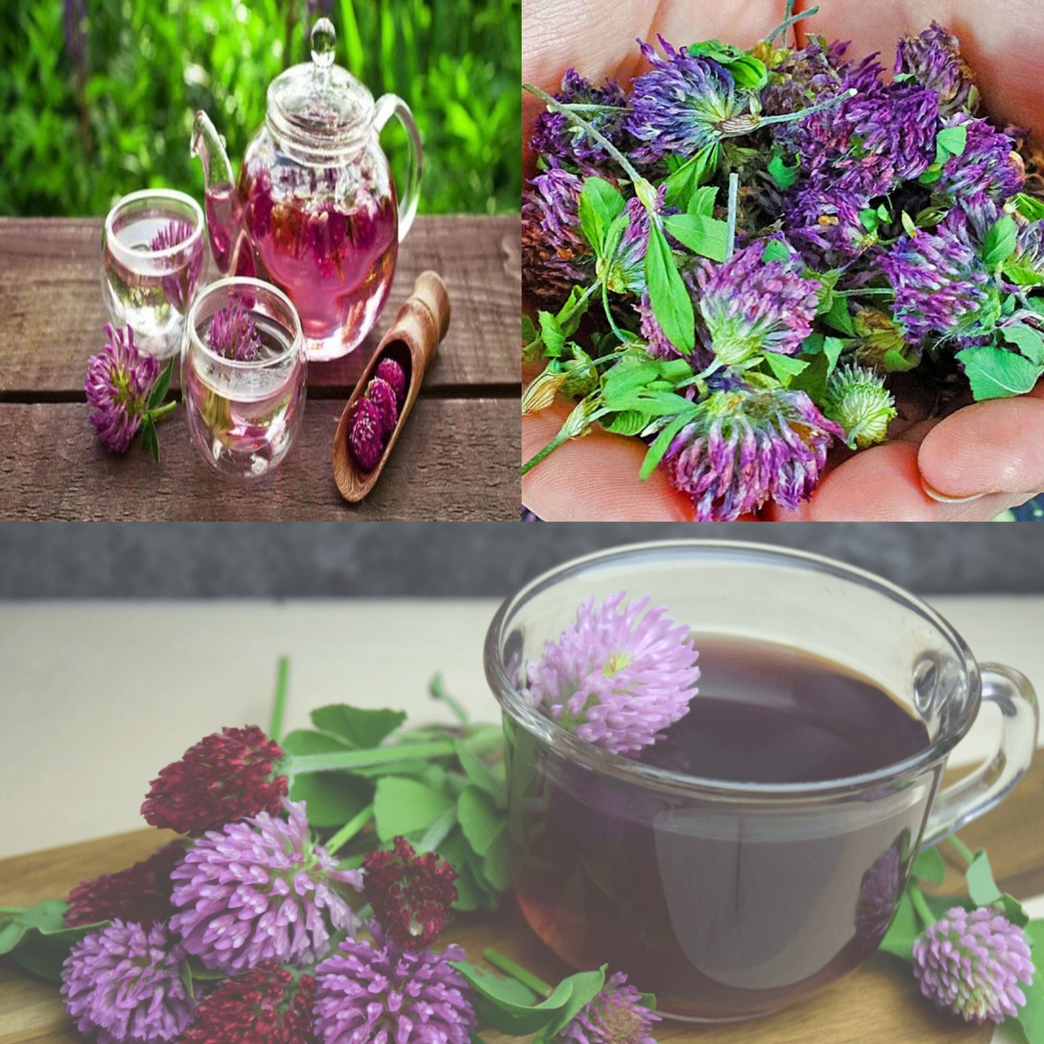 Cows Are Not Stupid – This Plant Is Amazing! We Trample It, Yet It Cures So Many Diseases: Clover Tea