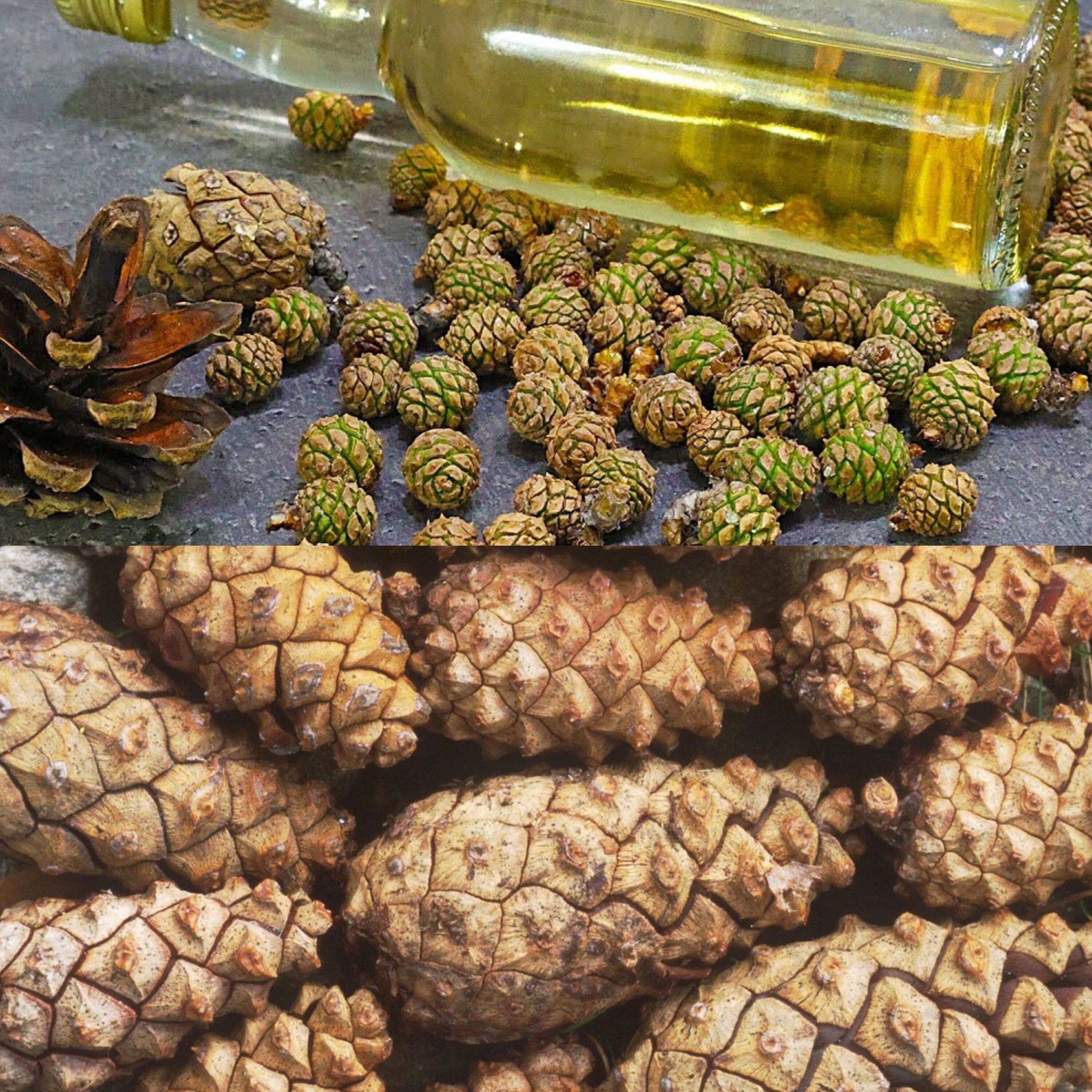 Pine Cones: A Natural Remedy for Thyroid Health and Goiter Management