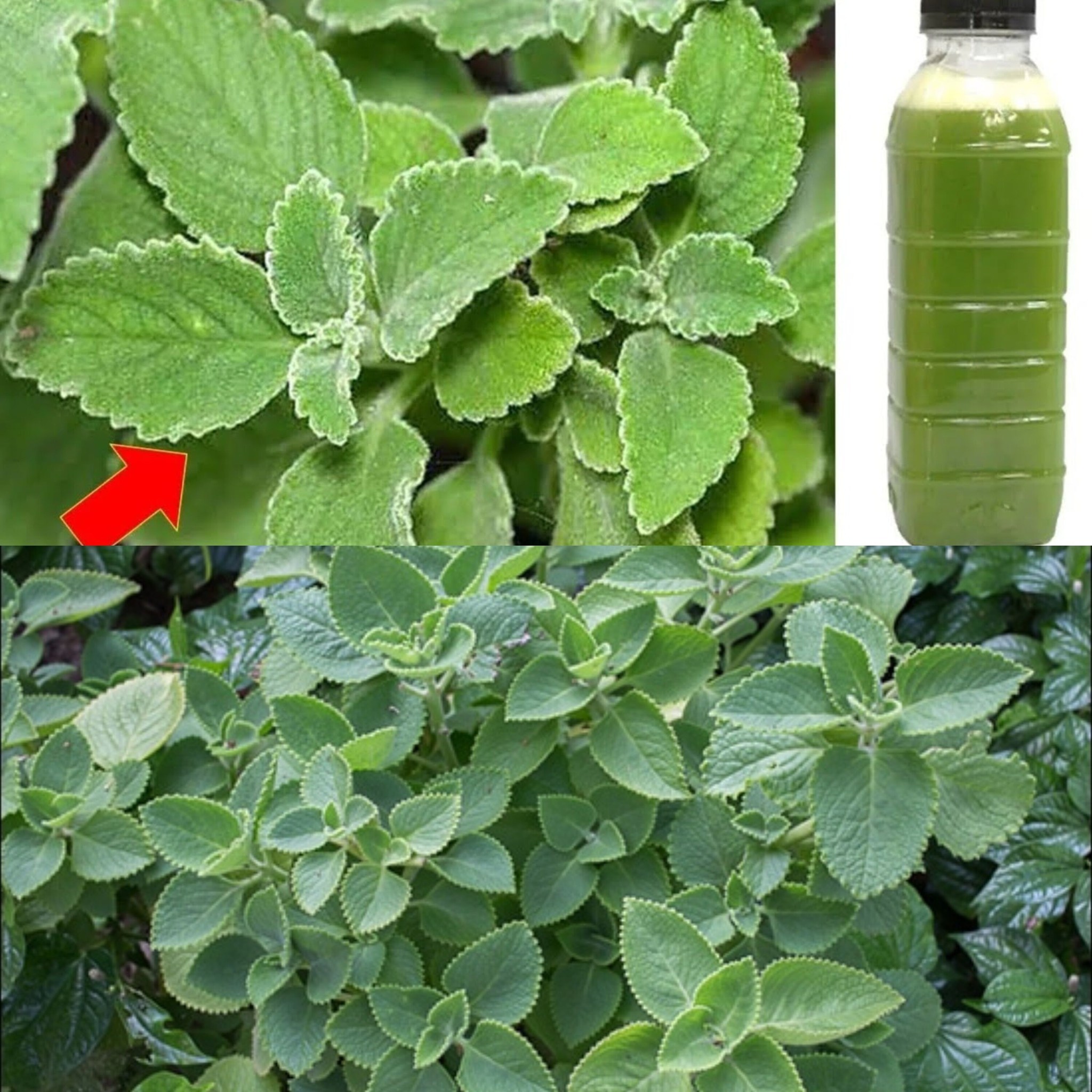 One Leaf Destroys Diabetes, Bad Cholesterol, Fat, Inflammation, and Ulcers: Discover the Power of Plectranthus Amboinicus