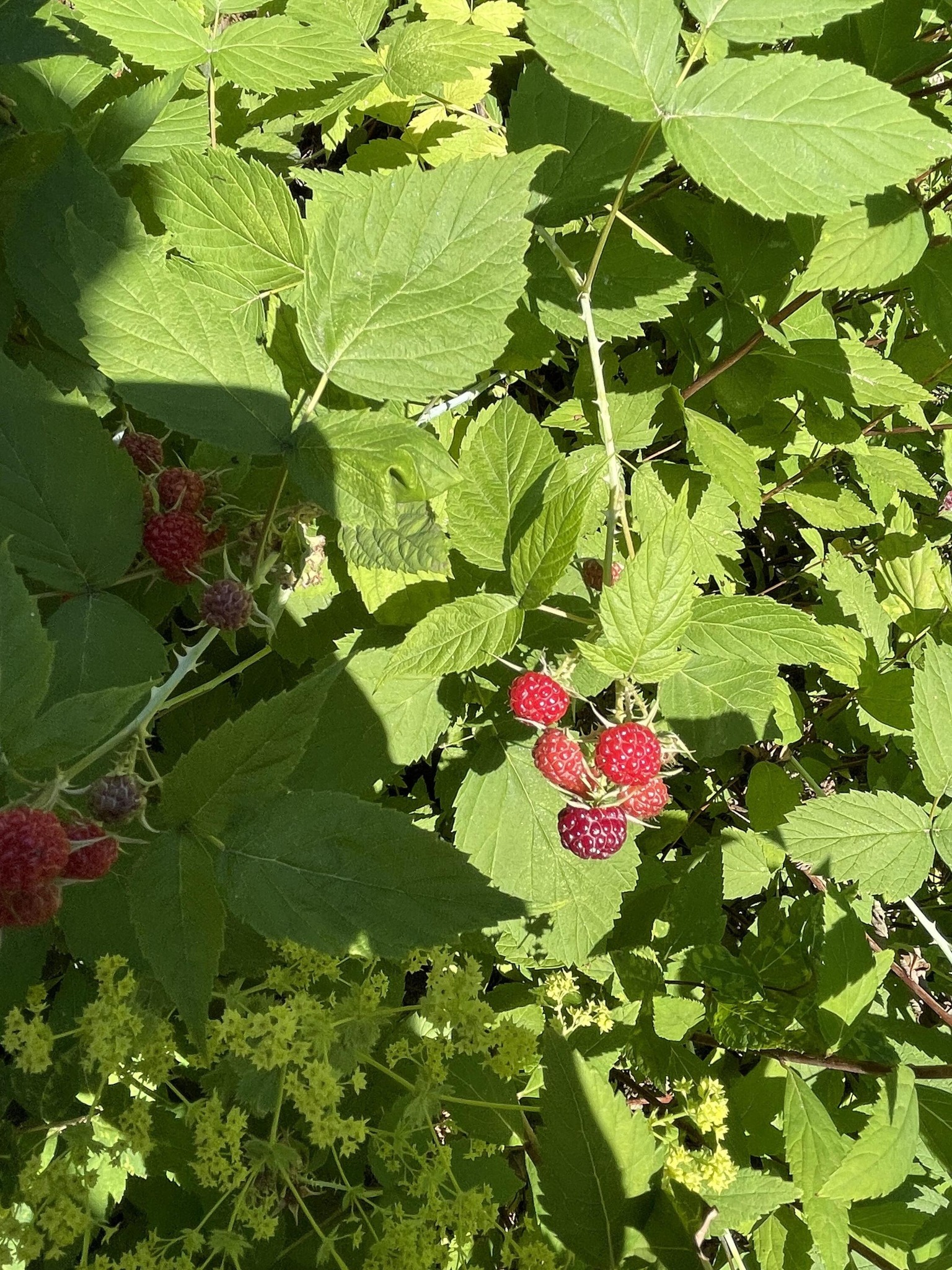 Raspberries: A Natural Remedy for Lowering Blood Sugar and Supporting Cardiovascular Health