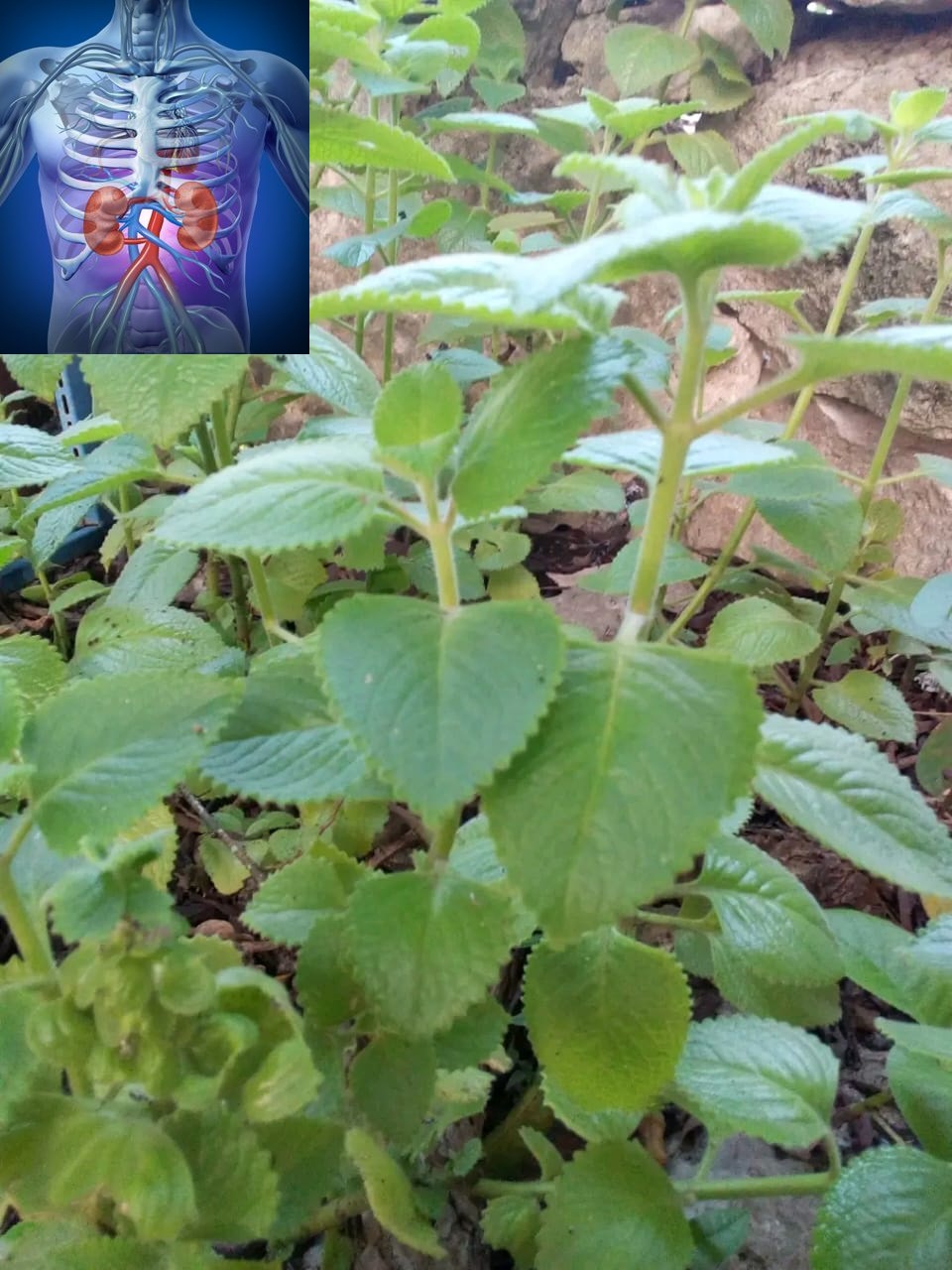 Oregano is a plant with multiple benefits