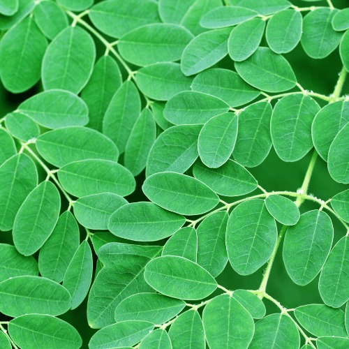 Moringa Magic: Unveiling the Nutritional Wonders!