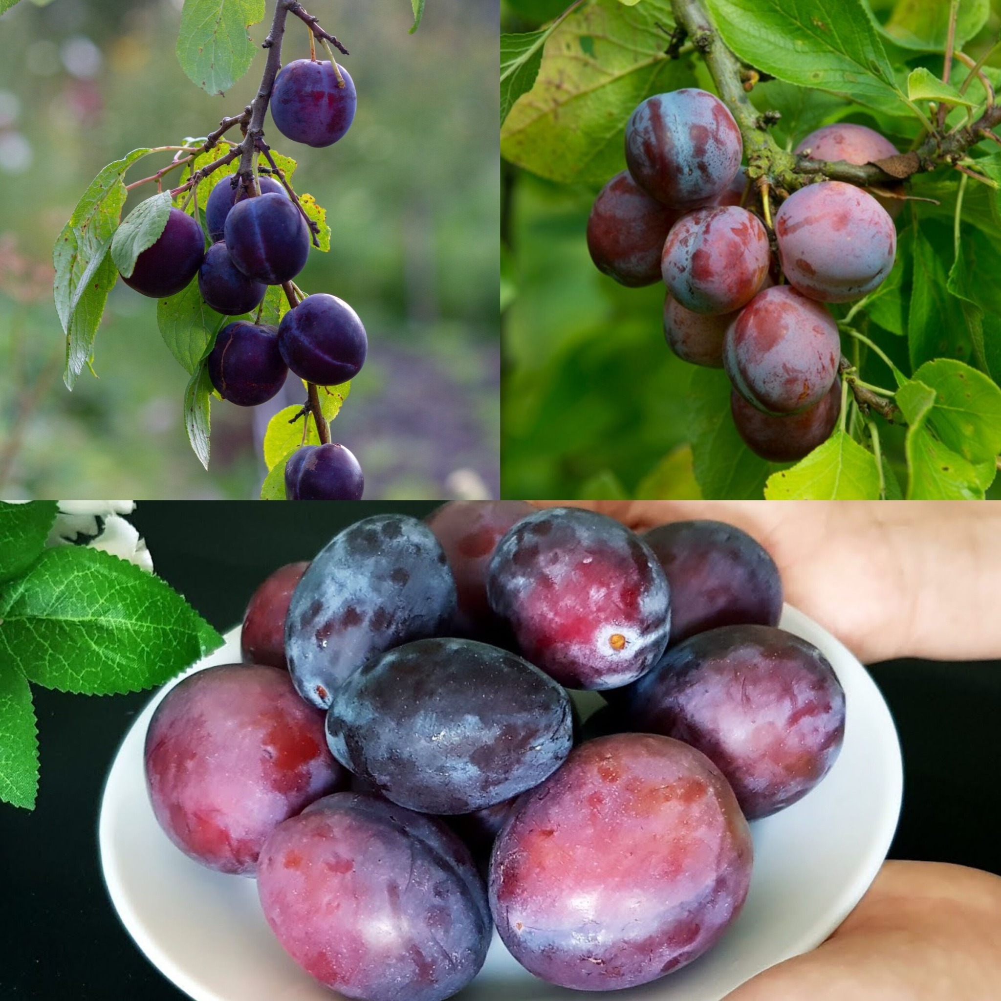 Grandmother’s Plum-Based Liver Cleanse: See Results in Just 3 Days