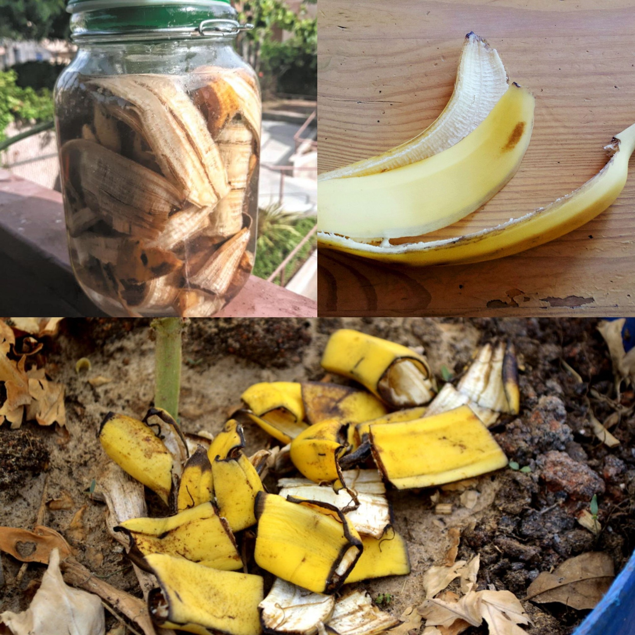 Banana Peels Are Worth Gold: Don’t Throw Them Out, Use Them as Fertilizer!