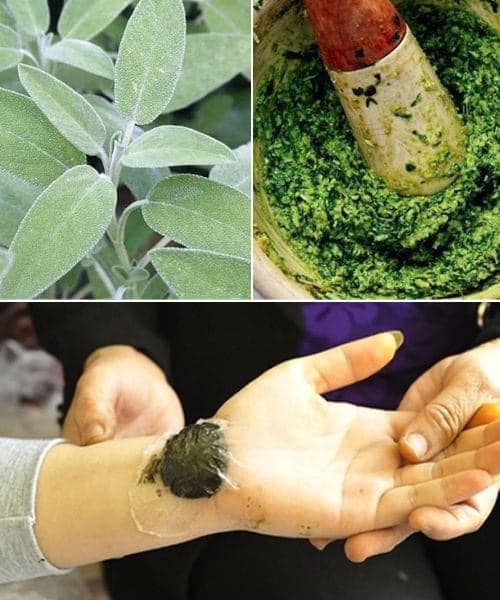 Better Than Any Pill: Discover the Amazing Healing Powers of Sage