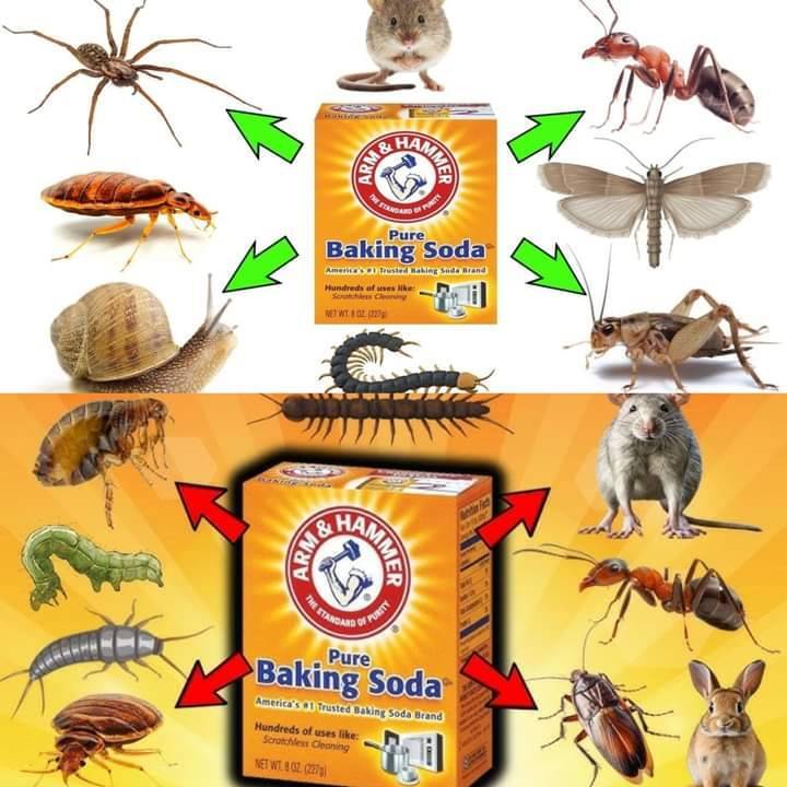 Natural Remedy for Insects, Bugs, and Pests