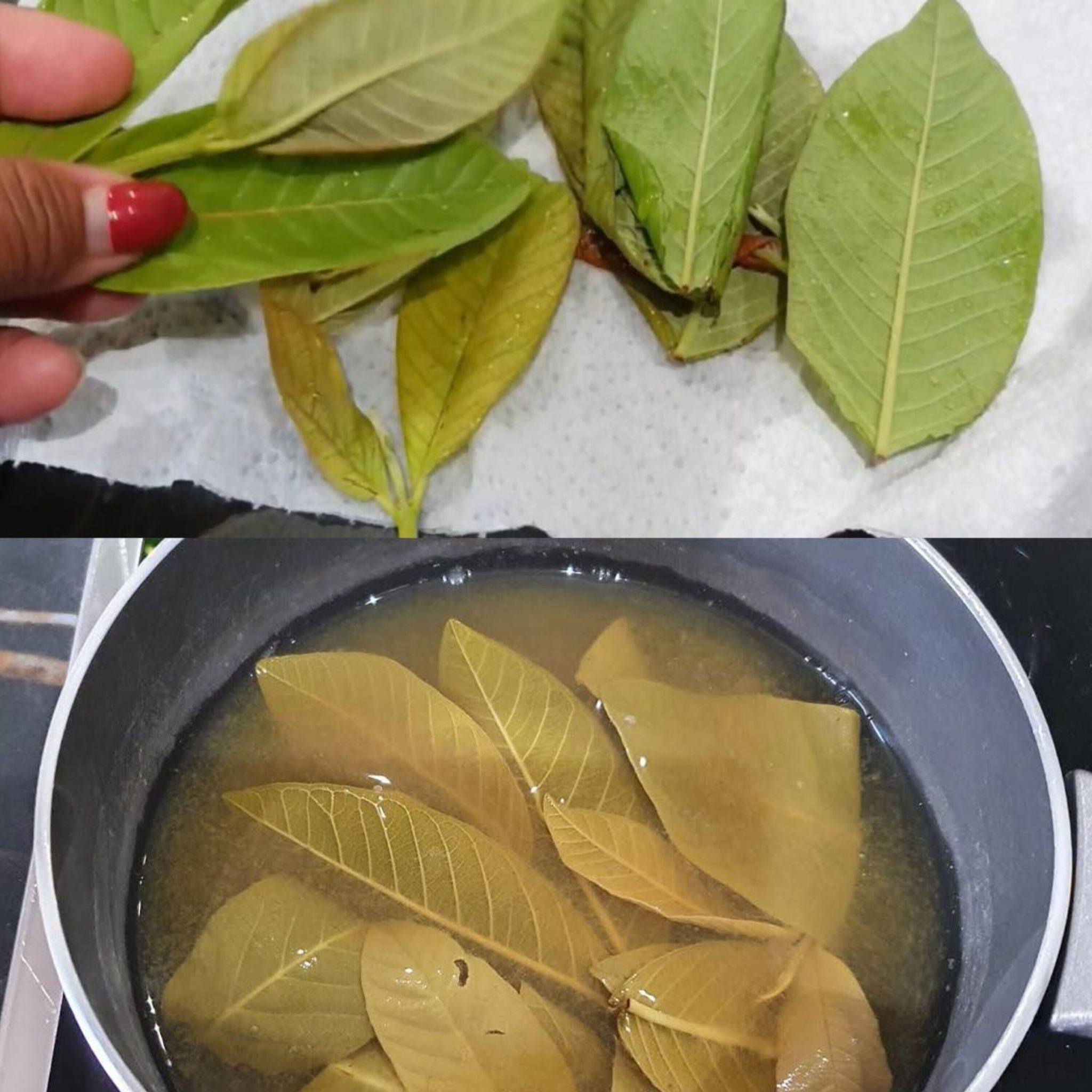 Discover the Remarkable Benefits of Guava Leaves for Optimal Health