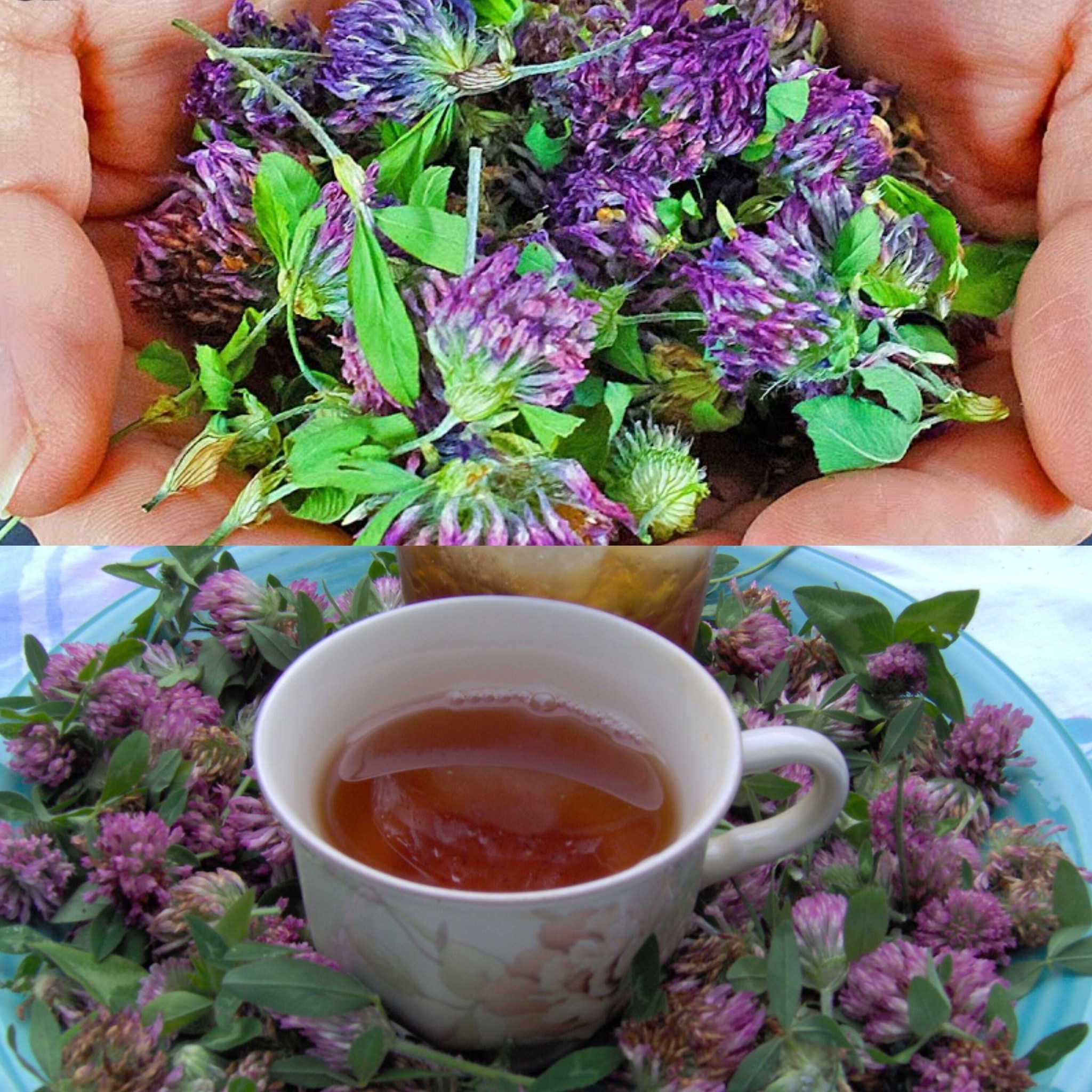 Clover Tea: The Miracle Plant We Often Overlook