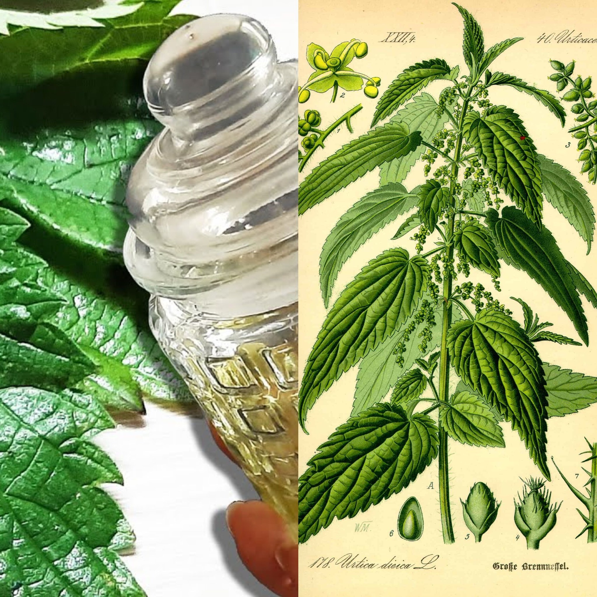 Nettle Oil Remedy for Bone and Joint Pain Relief