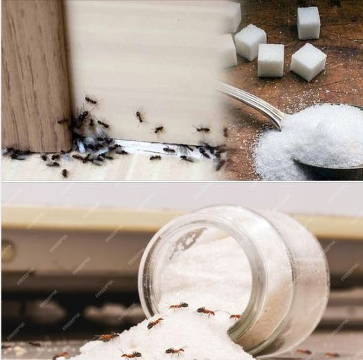 This method will eliminate ant problems in a matter of seconds. They are leaving forever!