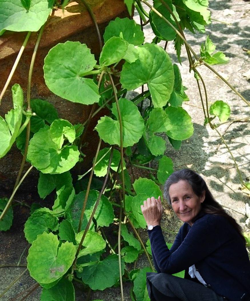 11 Health Benefits of Gotu Kola You Shouldn’t Ignore